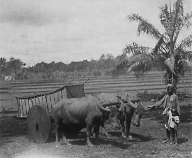 Foto Pedati Kerbau dan Kusir Pedati yang biasa digunakan untuk mengangkut kopi dari daerah penghasil kopi ke Gudang Kopi Cikao. Koleksi Leiden University Libraries.