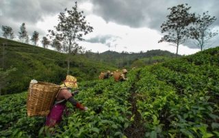 Ilustrasi Perkebunan Teh di Purwakarta
