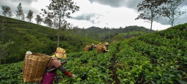 Ilustrasi Perkebunan Teh di Purwakarta