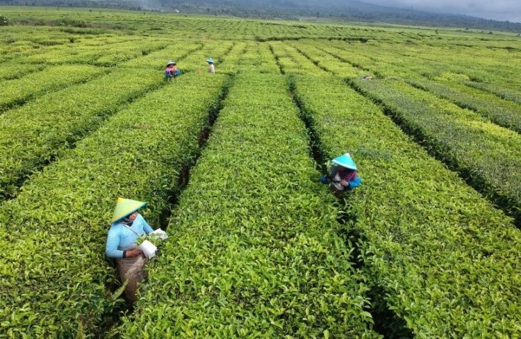Ilustrasi Perkebunan Teh di Purwakarta