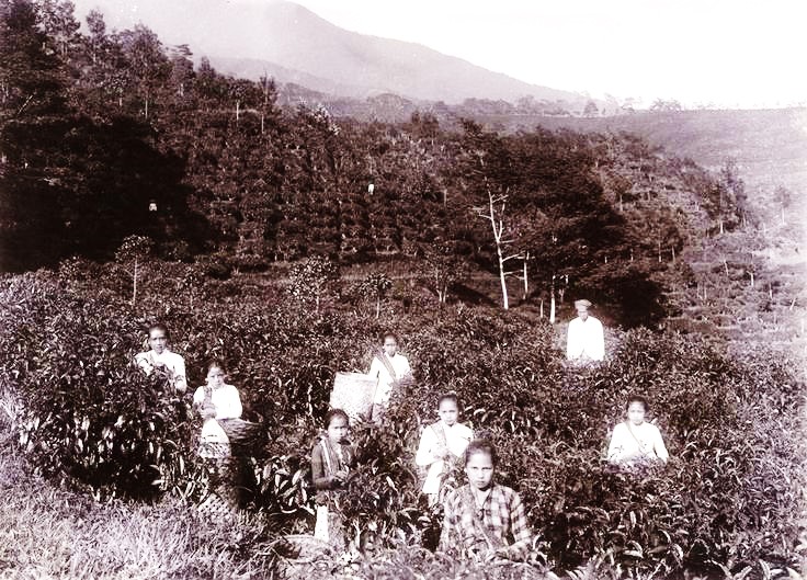 Potret para pemetik daun teh di Priangan Jawa-Barat sekitar tahun 1920